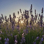 Lavender Jasmine (SS) 5%